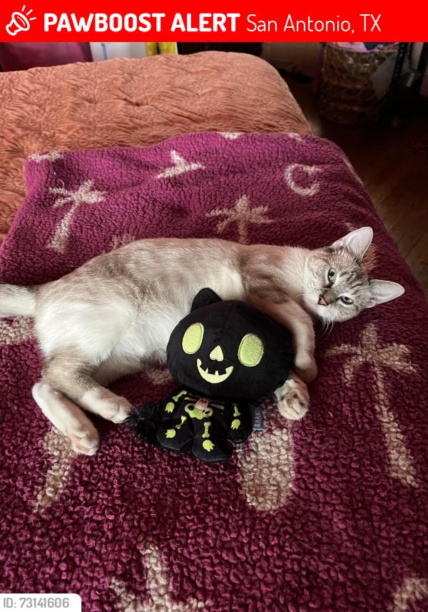 Lost Female Cat last seen Hicks Avenue and Nopal St., San Antonio, TX 78210
