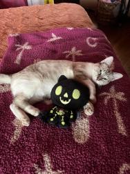 Lost Female Cat last seen Hicks Avenue and Nopal St., San Antonio, TX 78210