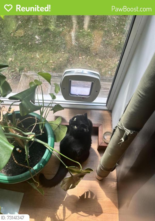 Reunited Female Cat last seen Eskmont Ridge / Highfield Hill, Greater London, England SE19 3PZ