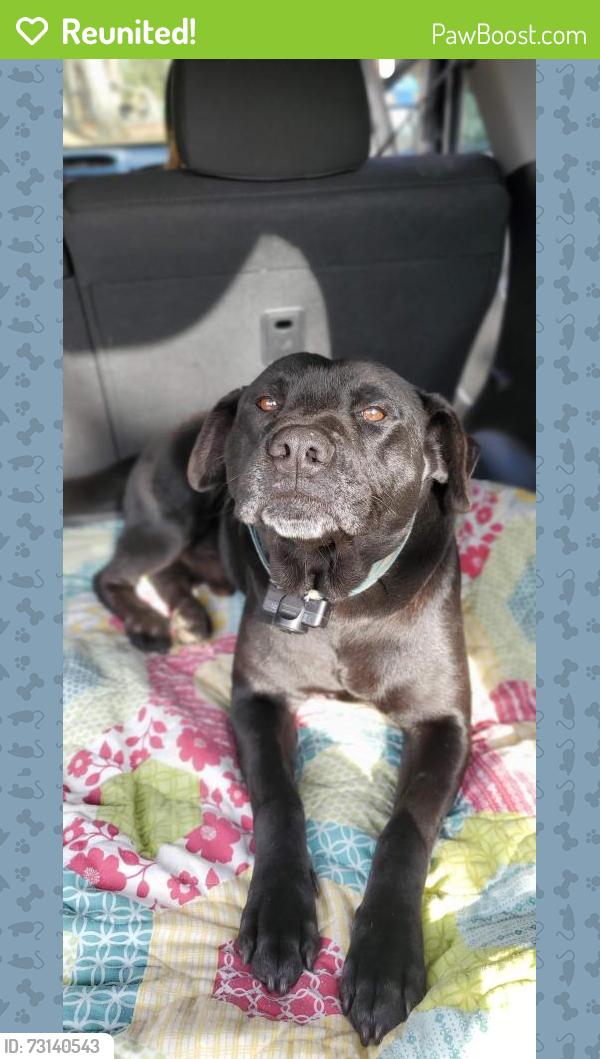 Reunited Male Dog last seen Rock Service Station Rd and Hwy 42, Raleigh, NC 27603