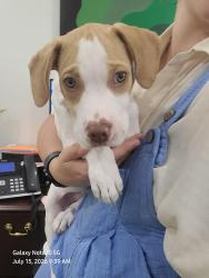 Found/Stray Male Dog last seen Kroger in evans, Evans, GA 30809