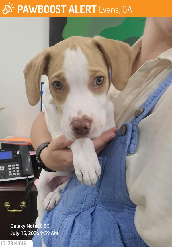 Found/Stray Male Dog last seen Kroger in evans, Evans, GA 30809