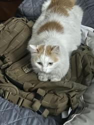 Lost Female Cat last seen 7/12, Vista, CA 92084
