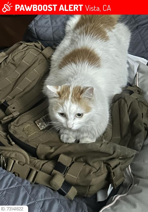 Lost Female Cat last seen 7/12, Vista, CA 92084