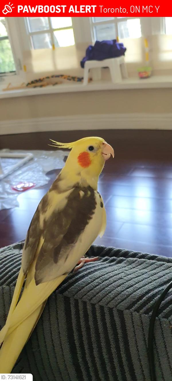 Lost Male Bird last seen Toledo Rd and Renforth Dr, Toronto, ON M9C 1Y3