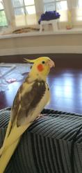 Lost Male Bird last seen Toledo Rd and Renforth Dr, Toronto, ON M9C 1Y3
