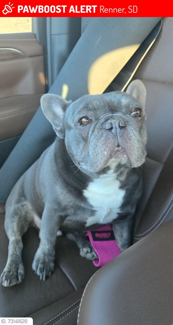 Lost Male Dog last seen Highway 115, Renner, SD 57055
