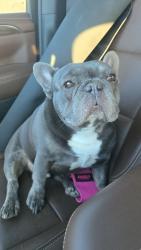 Lost Male Dog last seen Highway 115, Renner, SD 57055