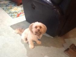 Reunited Male Dog last seen Hendricks Blvd, Fort Smith, AR 72903