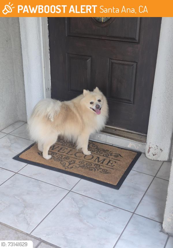 Lost Unknown Dog last seen Warner and Fairview, Santa Ana, CA 92704