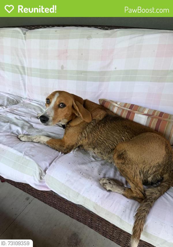 Reunited Unknown Dog last seen Salters Hill rd and Drayton st, Ravenel, SC 29470