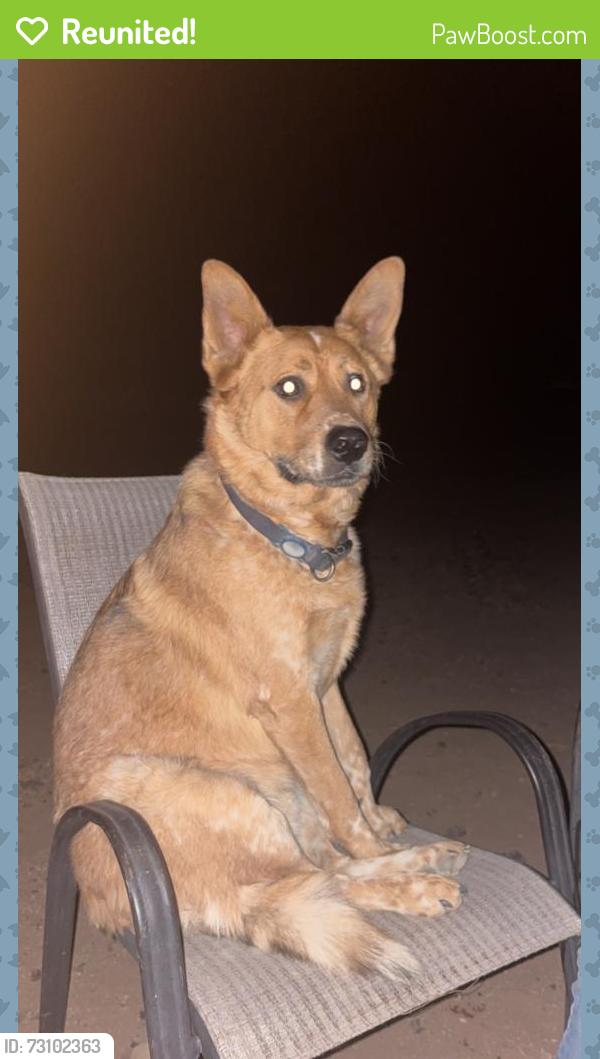 Reunited Male Dog last seen Houghton and MaryAnn Cleavland, Tucson, AZ 85747