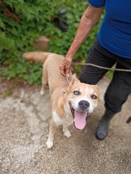 Found/Stray Female Dog last seen Rigsby, Southcross, WW White Rd, Foster Rd, Blue Rock Springs, Lakeside, San Antonio, TX 78222