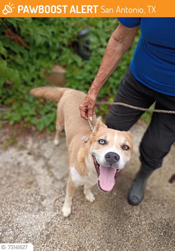 Found/Stray Female Dog last seen Rigsby, Southcross, WW White Rd, Foster Rd, Blue Rock Springs, Lakeside, San Antonio, TX 78222