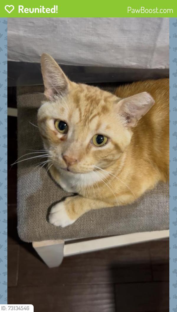 Reunited Male Cat last seen Holzwarth near the Kroger, Spring, TX 77388