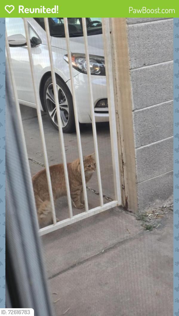 Reunited Unknown Cat last seen 43rd St & Carter, Phoenix, AZ 85042