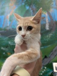 Shelter Stray Male Cat last seen Bexar County, 3353 Morningside Dr, New Braunfels, TX 78132, USA