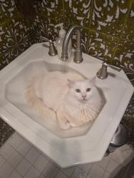 Reunited Male Cat last seen Near Ashford St, San Diego, CA 92111, USA, San Diego, CA 92111
