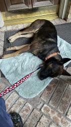 Found/Stray Male Dog last seen Half Moon Bay & Broadway, Pearland, TX 77584