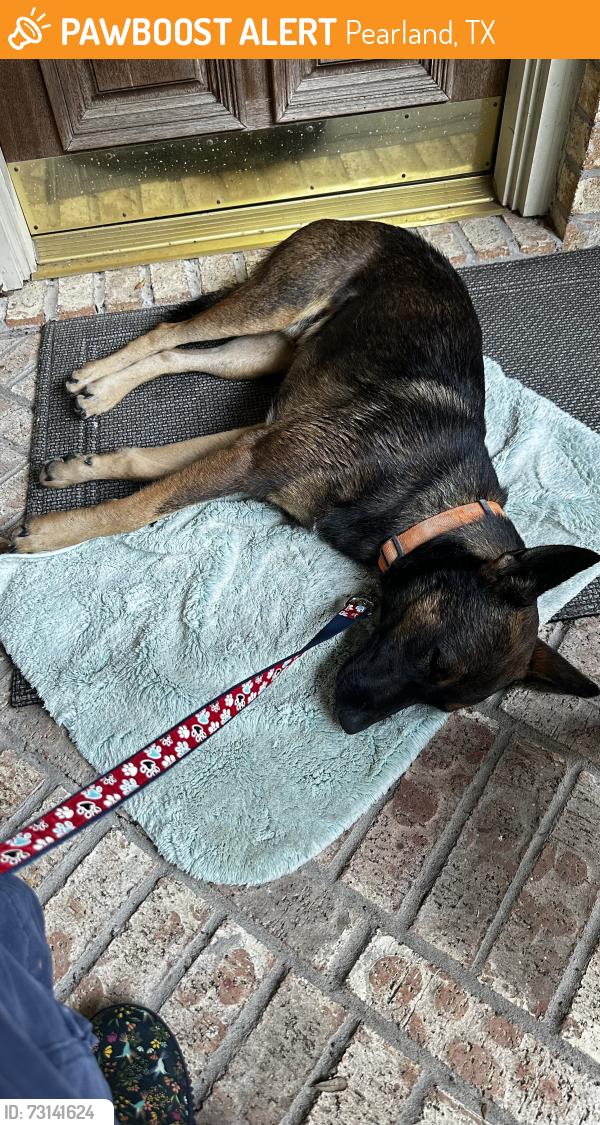 Found/Stray Male Dog last seen Half Moon Bay & Broadway, Pearland, TX 77584