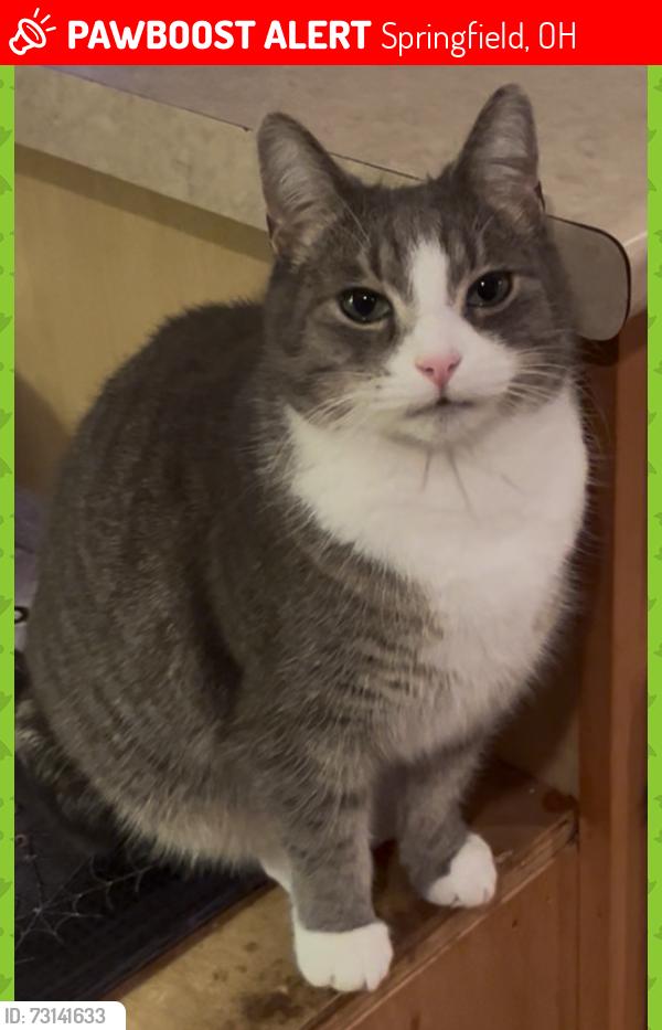 Lost Male Cat last seen Dayton-Springfield road, Springfield, OH 45502
