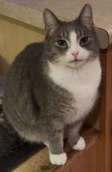 Lost Male Cat last seen Dayton-Springfield road, Springfield, OH 45502