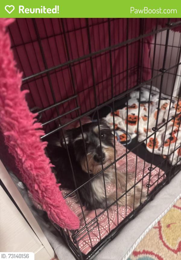 Reunited Male Dog last seen covington pike and yates, Memphis, TN 38134