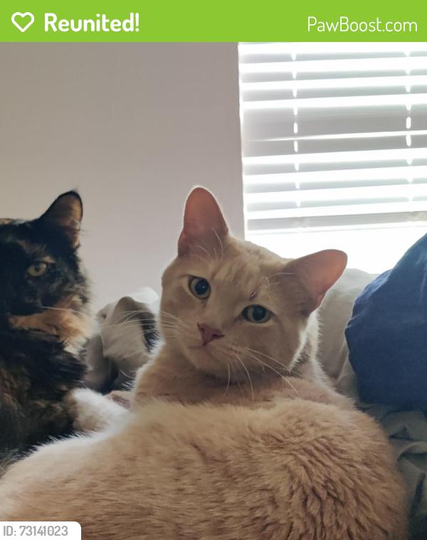 Reunited Male Cat last seen The Pines at Marston Lake apmts, Denver, CO 80123