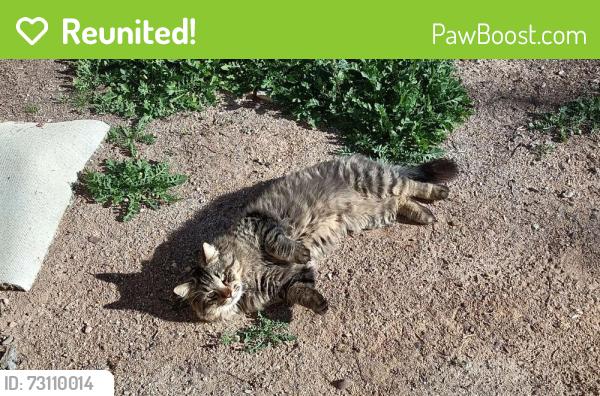 Reunited Male Cat last seen W Lower buckeye rd near West valley church of christ, Goodyear, AZ 85338