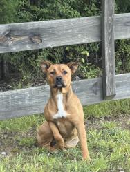 Found/Stray Female Dog last seen Near, McConnells, SC 29726