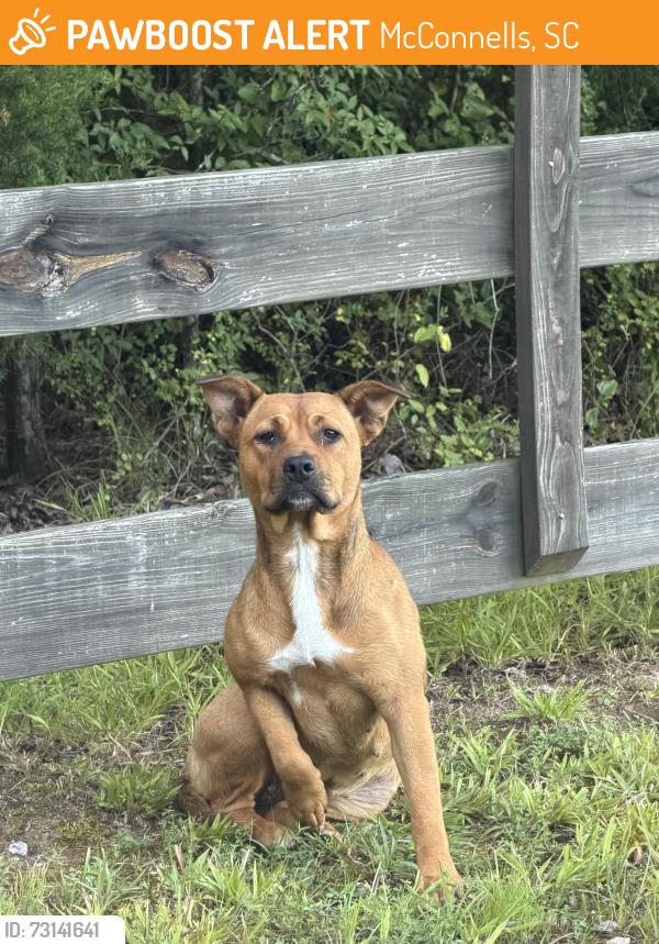 Found/Stray Female Dog last seen Near, McConnells, SC 29726