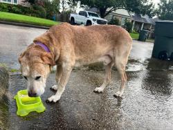 Reunited Male Dog last seen Savanah Trace, Beaumont, TX 77706