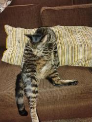 Lost Male Cat last seen Baltimore road, Rockville, MD 20851