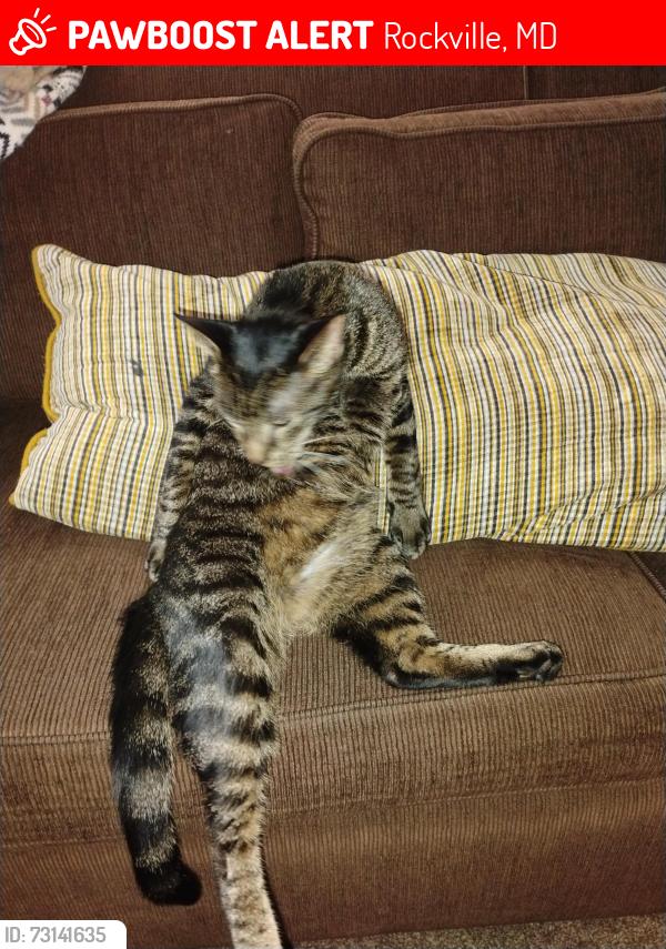 Lost Male Cat last seen Baltimore road, Rockville, MD 20851