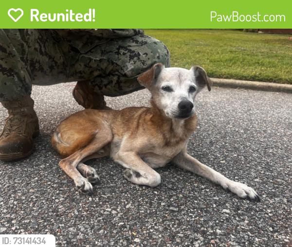 Reunited Male Dog last seen on Quail St, Norfolk, VA 23513