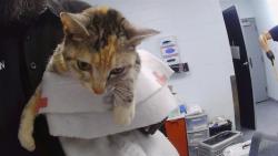Shelter Stray Female Cat last seen CHARLOTTE, 8315 Byrum Dr, Charlotte, NC 28217, USA