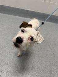 Shelter Stray Male Dog last seen Near, 2600 S Harding St, Indianapolis, IN 46221, USA