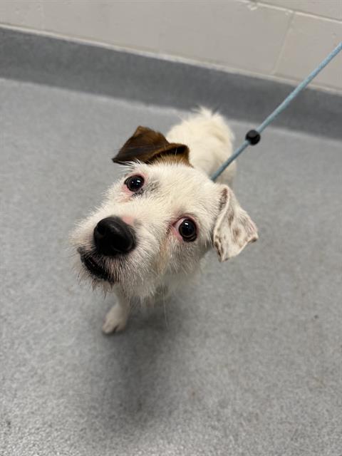 Shelter Stray Male Dog last seen Near, 2600 S Harding St, Indianapolis, IN 46221, USA
