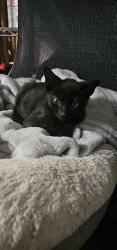 Shelter Stray Male Cat last seen COLISEUM DR, 4214 Fulton Mill Rd, Macon, GA 31216, USA