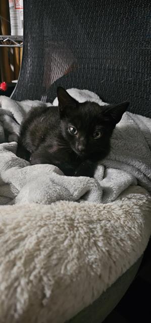 Shelter Stray Male Cat last seen COLISEUM DR, 4214 Fulton Mill Rd, Macon, GA 31216, USA