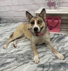Shelter Stray Female Dog last seen Near BLOCK TUXEDO ST, DETROIT, MI 48204, 7401 Chrysler Dr, Detroit, MI 48211, USA