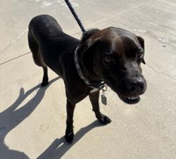Reunited Unknown Dog last seen Port St. Lucie, Port St. Lucie, FL 34986