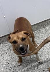 Shelter Stray Female Dog last seen Near BLOCK E 8 MILE RD, DETROIT MI 48234, 7401 Chrysler Dr, Detroit, MI 48211, USA