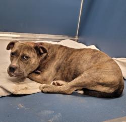 Shelter Stray Male Dog last seen Near BLOCK COLLINGHAM DR, DETROIT, MI 48205, 7401 Chrysler Dr, Detroit, MI 48211, USA