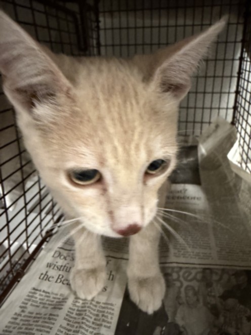 Shelter Stray Female Cat last seen , 14409 Vanowen St, Van Nuys, CA 91405, USA