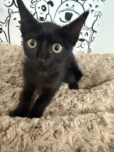 Shelter Stray Male Cat last seen , 957 N Gaffey St, San Pedro, CA 90731, USA