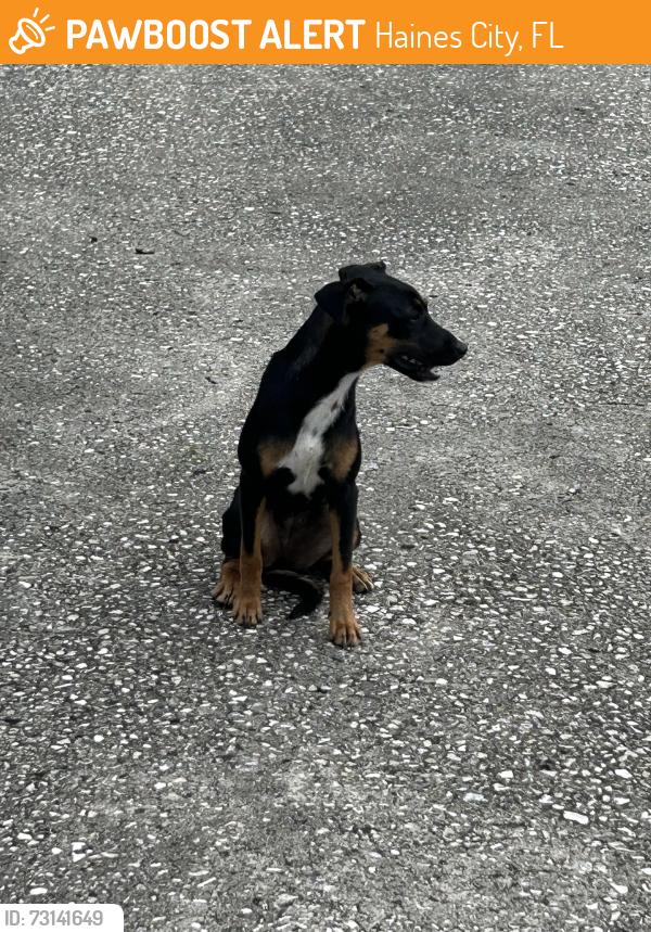 Found/Stray Female Dog last seen Lake hatcheeniheha, Haines City, FL 33844