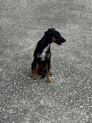 Found/Stray Female Dog last seen Lake hatcheeniheha, Haines City, FL 33844