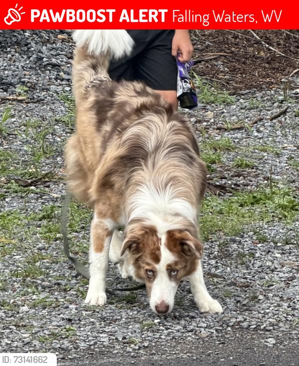 Lost Male Dog last seen Grade road and Macintosh drive, Falling Waters, WV 25419