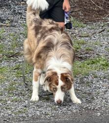 Lost Male Dog last seen Grade road and Macintosh drive, Falling Waters, WV 25419